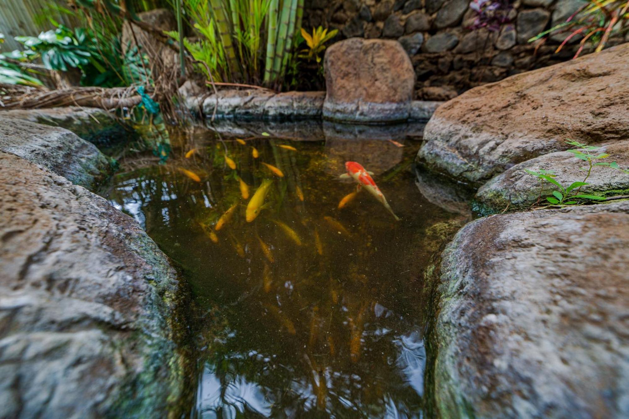 Bamboo Suite, 1 Bedroom, Sleeps 4, Pool & Bbq, Pre-Renovation Summer Sale Kihei Exterior foto